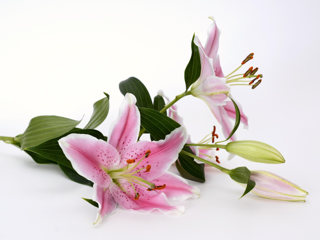 Lilies